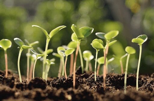 image of a garden sprout for tghe blog post Garden Care Tips for April in the Denver Metro Area