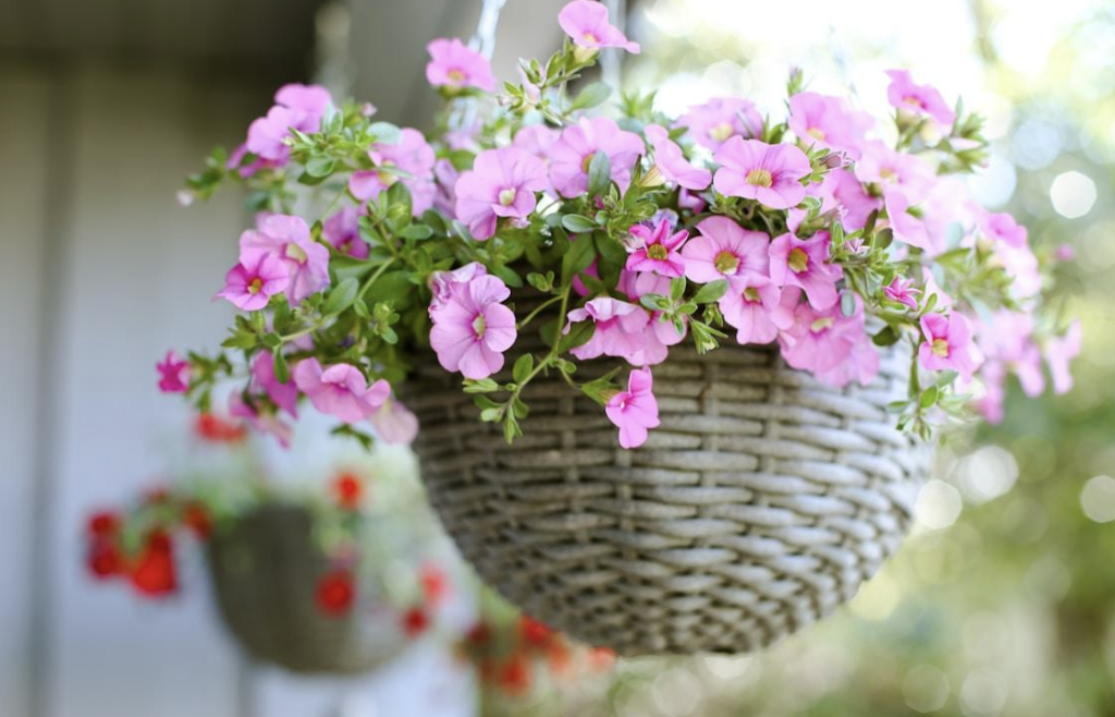 Mother's Day Plant Sales