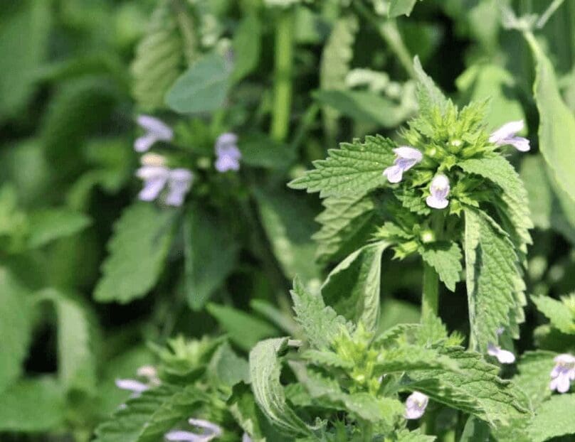 Lemon balm a good mosquito repelling plant for colorado